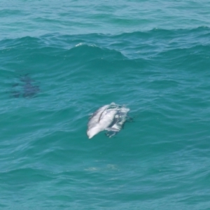 Tursiops truncatus at Point Lookout, QLD - 14 Nov 2023