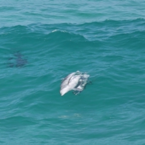 Tursiops truncatus at Point Lookout, QLD - 14 Nov 2023 01:20 PM