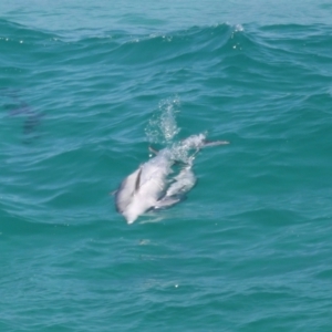 Tursiops truncatus at Point Lookout, QLD - 14 Nov 2023