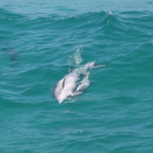 Tursiops truncatus at Point Lookout, QLD - 14 Nov 2023 01:20 PM