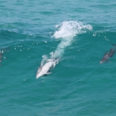 Tursiops truncatus at Point Lookout, QLD - 14 Nov 2023