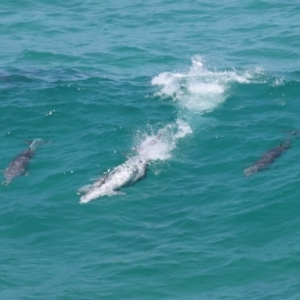 Tursiops truncatus at Point Lookout, QLD - 14 Nov 2023