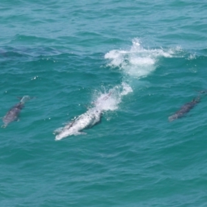 Tursiops truncatus at Point Lookout, QLD - 14 Nov 2023 01:20 PM