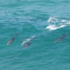 Tursiops truncatus at Point Lookout, QLD - 14 Nov 2023 01:20 PM