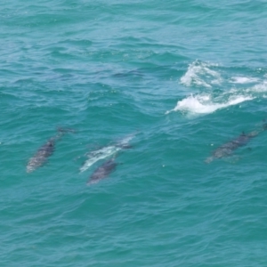 Tursiops truncatus at Point Lookout, QLD - 14 Nov 2023