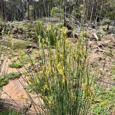 Juncus sp. (A Rush) at Tallaganda State Forest - 26 Nov 2023 by courtneyb