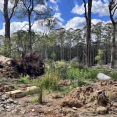 Juncus (genus) at Tallaganda State Forest - 26 Nov 2023 10:05 AM