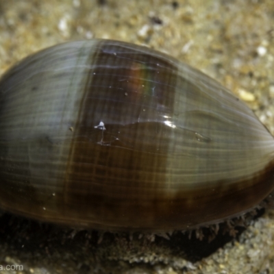 Erronea xanthodon at Narooma, NSW - 16 Sep 2023 by JonSteinbeck