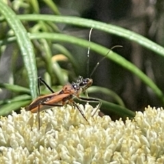 Gminatus australis at Red Hill NR (RED) - 26 Nov 2023 12:29 PM