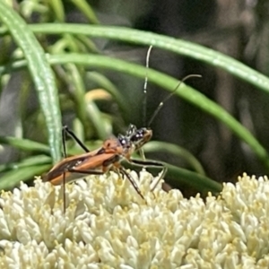 Gminatus australis at Red Hill NR (RED) - 26 Nov 2023 12:29 PM