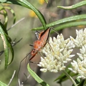 Gminatus australis at Red Hill NR (RED) - 26 Nov 2023 12:29 PM