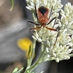 Gminatus australis at Red Hill NR (RED) - 26 Nov 2023 12:29 PM