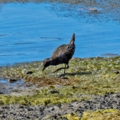 Porzana fluminea (Australian Spotted Crake) at Eden, NSW - 17 Nov 2023 by Philip