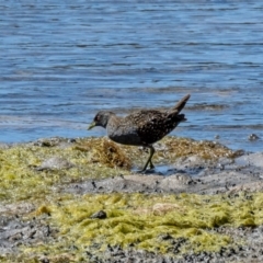 Porzana fluminea at Lake Curalo - 17 Nov 2023 03:05 PM
