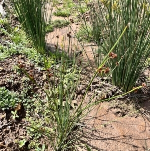 Juncus sp. at QPRC LGA - 26 Nov 2023 10:05 AM