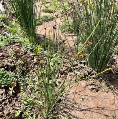 Juncus sp. (A Rush) at Kindervale, NSW - 25 Nov 2023 by courtneyb