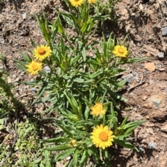 Xerochrysum bracteatum (Golden Everlasting) at QPRC LGA - 26 Nov 2023 by courtneyb
