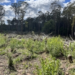 Xerochrysum bracteatum at Tallaganda State Forest - 26 Nov 2023