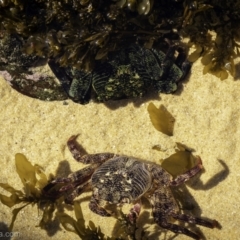 Leptograpsus variegatus (Purple Rock Crab) at Four Winds Bioblitz Reference Sites - 2 Sep 2023 by JonSteinbeck