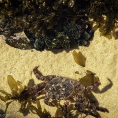 Leptograpsus variegatus (Purple Rock Crab) at Barragga Bay, NSW - 2 Sep 2023 by BIrdsinCanberra