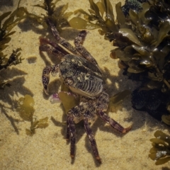 Leptograpsus variegatus at Four Winds Bioblitz Reference Sites - 2 Sep 2023 04:00 PM