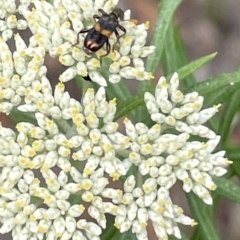 Eleale pulchra (Clerid beetle) at Deakin, ACT - 26 Nov 2023 by JamonSmallgoods