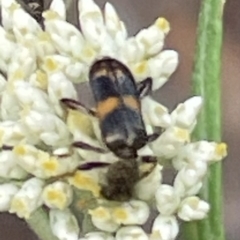 Eleale pulchra at Red Hill NR (RED) - 26 Nov 2023 12:33 PM