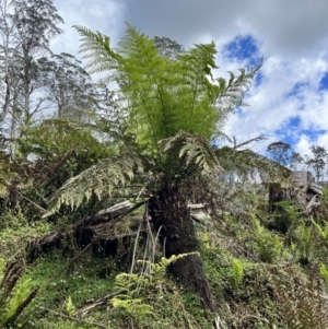 Dicksonia antarctica at QPRC LGA - suppressed