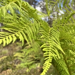 Dicksonia antarctica at QPRC LGA - suppressed