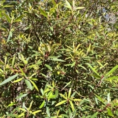 Tasmannia lanceolata (Mountain Pepper) at Tallaganda State Forest - 26 Nov 2023 by courtneyb