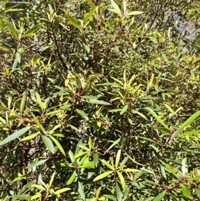 Tasmannia lanceolata (Mountain Pepper) at Kindervale, NSW - 25 Nov 2023 by courtneyb