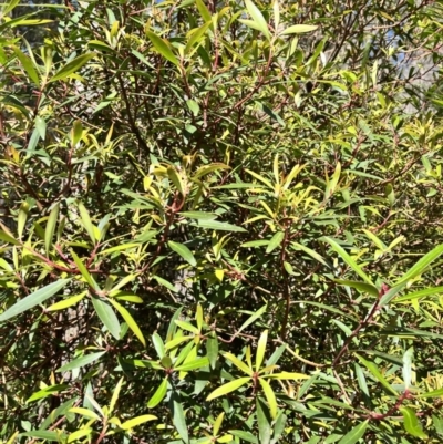 Tasmannia lanceolata (Mountain Pepper) at Tallaganda State Forest - 26 Nov 2023 by courtneyb