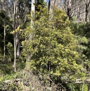 Tasmannia lanceolata at QPRC LGA - 26 Nov 2023