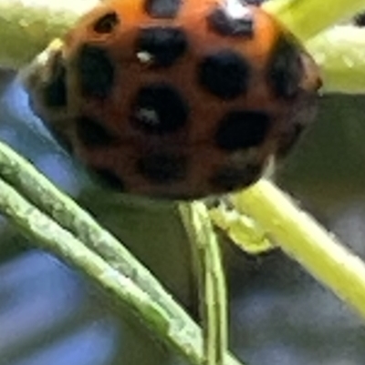 Harmonia conformis (Common Spotted Ladybird) at Red Hill Nature Reserve - 26 Nov 2023 by JamonSmallgoods