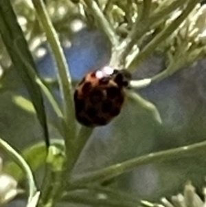 Harmonia conformis at Red Hill NR (RED) - 26 Nov 2023