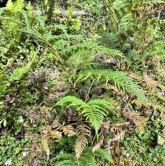 Pteridium esculentum (Bracken) at Tallaganda State Forest - 25 Nov 2023 by courtneyb