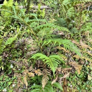 Pteridium esculentum at Tallaganda State Forest - 26 Nov 2023 10:00 AM