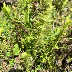 Blechnum nudum (Fishbone Water Fern) at Tallaganda State Forest - 25 Nov 2023 by courtneyb