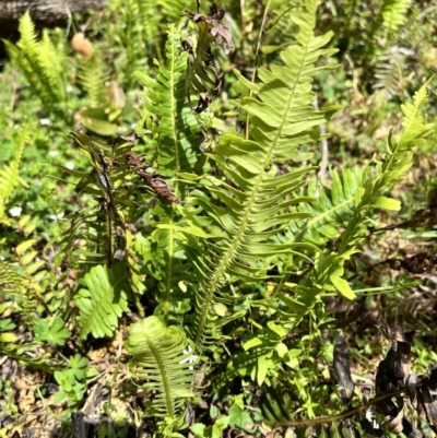 Blechnum nudum (Fishbone Water Fern) at Kindervale, NSW - 25 Nov 2023 by courtneyb