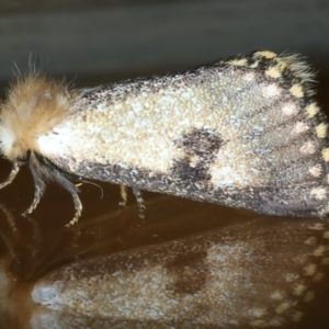 Epicoma contristis at Ainslie, ACT - 31 Dec 2022