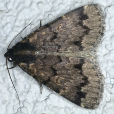 Mormoscopa phricozona (A Herminiid Moth) at Ainslie, ACT - 31 Dec 2022 by jb2602