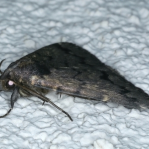 Mormoscopa phricozona at Ainslie, ACT - 31 Dec 2022 11:17 PM