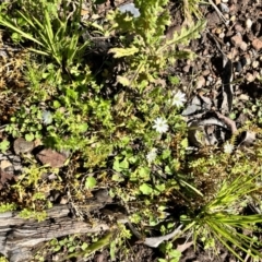 Stellaria pungens (Prickly Starwort) at QPRC LGA - 25 Nov 2023 by courtneyb