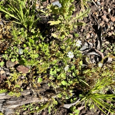 Stellaria pungens (Prickly Starwort) at QPRC LGA - 26 Nov 2023 by courtneyb