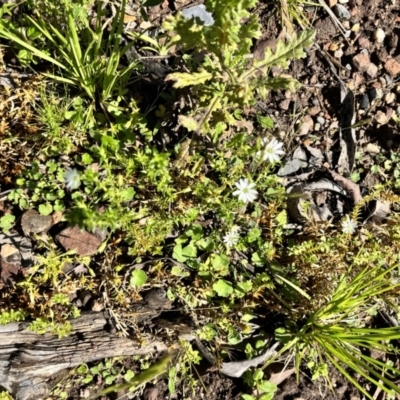 Stellaria pungens (Prickly Starwort) at Tallaganda State Forest - 25 Nov 2023 by courtneyb