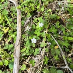 Geranium potentilloides var. potentilloides (Downy Geranium) at Tallaganda State Forest - 25 Nov 2023 by courtneyb