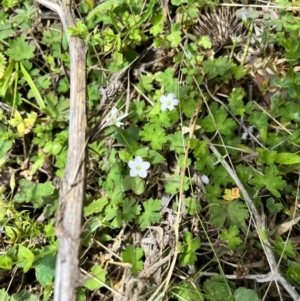 Geranium potentilloides var. potentilloides at QPRC LGA - 26 Nov 2023 10:00 AM