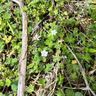 Geranium potentilloides var. potentilloides (Downy Geranium) at Tallaganda State Forest - 26 Nov 2023 by courtneyb