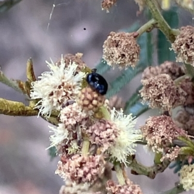 Chrysomelidae sp. (family) (Unidentified Leaf Beetle) at Red Hill Nature Reserve - 26 Nov 2023 by JamonSmallgoods