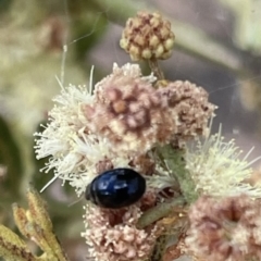 Chrysomelidae sp. (family) at Red Hill NR (RED) - 26 Nov 2023